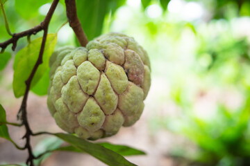 Annona hanging from a branch, many aphids adhere to the fruit