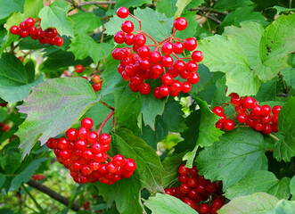 Clusters of ripe viburnum berries on the branches