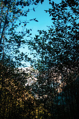 blue sky from the forest