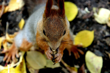 squirrel eating a nut