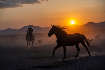 Fototapeta na wymiar Wild horses run in foggy at sunset. Between Cappadocia and Kayseri, Turkey