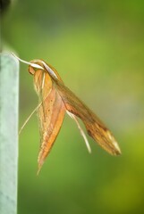 Macro shot Yellow and Green  and Green dot Moth, Night Butterfly