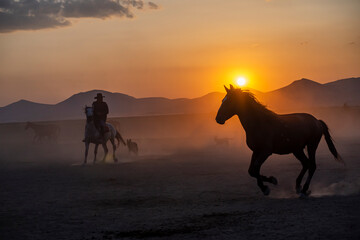 Wild horses run in foggy at sunset. Between Cappadocia and Kayseri, Turkey