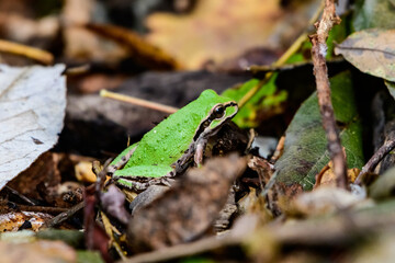Naklejka premium tree frog on path with fallen leaves