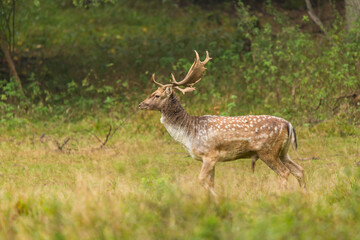 Naklejka na ściany i meble Fallow deer male (dama dama) stands in forest, wildlife scenery.