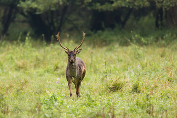 Beautiful fallow deer male (dama dama) stands in mountain meadow.