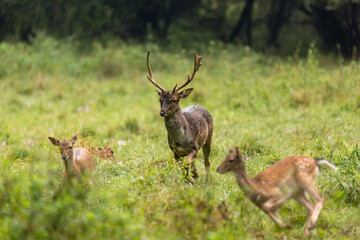 Fallow deer male (dama dama) runs across the meadow.