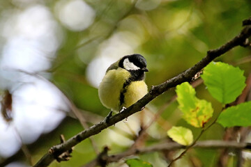 great spotted woodpecker
