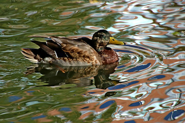 duck on the lake