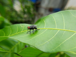 fly on leaf