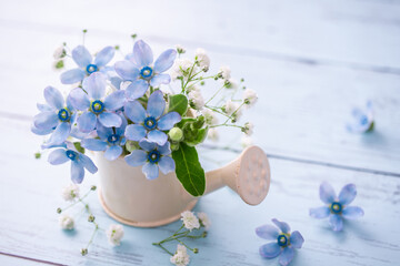 ブルースターとかすみ草　青い花の背景素材