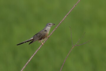 Gray head and upper breast The top of the body is brownish gray. The tail is black. The sides of the tail have a small white stripe. The bottom of the body is brownish brown.