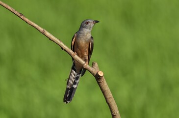 Gray head and upper breast The top of the body is brownish gray. The tail is black. The sides of the tail have a small white stripe. The bottom of the body is brownish brown.