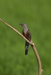 Gray head and upper breast The top of the body is brownish gray. The tail is black. The sides of the tail have a small white stripe. The bottom of the body is brownish brown.