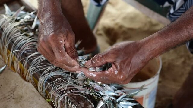 Close-Up Of A Old Fisherman's Hands Baiting Many l Hooks al los roques venezuela