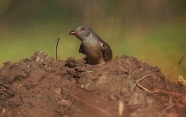 Gray head and upper breast The top of the body is brownish gray. The tail is black. The sides of the tail have a small white stripe. The bottom of the body is brownish brown.