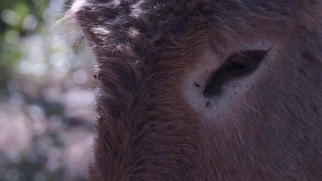 Close-up of a donkey eyes, then he turnes around.