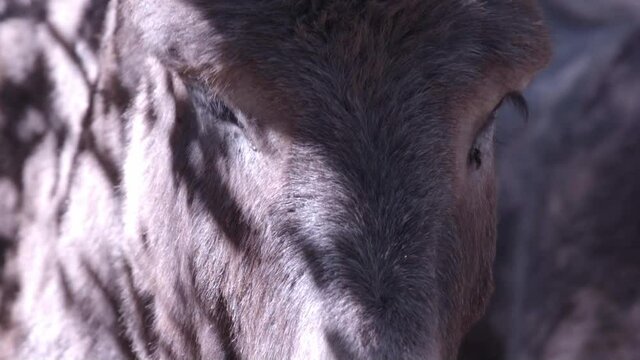 Pan of the camera on two differents donkeys. Nice shot.