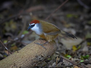 Thick black lips, fontanelle to the occiput, reddish-brown, white eyebrows, short black eyes. The...