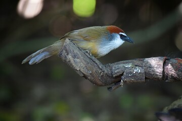Thick black lips, fontanelle to the occiput, reddish-brown, white eyebrows, short black eyes. The...