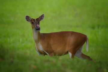 The hair on the body is brown. Have other colors mixed up He's smaller than other genus deer. Under the eyes there are clearly visible lacrimal glands. A long black line When it matures,