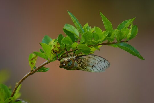 Red Eye Cicada On Night In September 2020