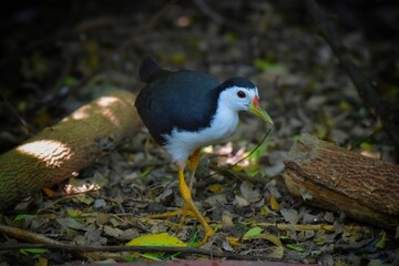 Dark gray on the top and on the sides of the face, neck, chest and abdomen. The bottom and underside of the tail are yellowish brown. The body is smooth so it can walk easily through reeds