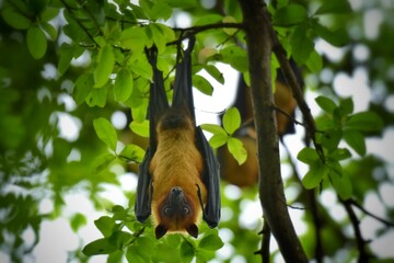 The bats hang their heads during the day.