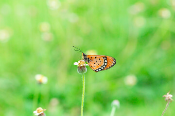 plain tiger butterfly standing on the small branch of the yellow flower on the soft green and bokeh background. Butterfly photography was taken by a macro lens.