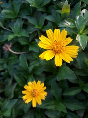 yellow flowers in the garden