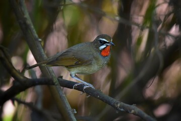Tended to tilt up-down in a rhythm similar to a magpie Especially when guarding the branches to make a cry Should also announce the territory for living in the winter. 