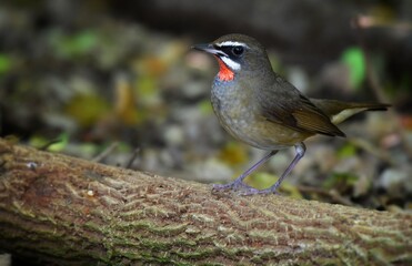 Tended to tilt up-down in a rhythm similar to a magpie Especially when guarding the branches to make a cry Should also announce the territory for living in the winter. 
