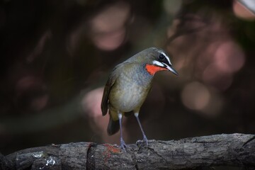 Tended to tilt up-down in a rhythm similar to a magpie Especially when guarding the branches to make a cry Should also announce the territory for living in the winter. 