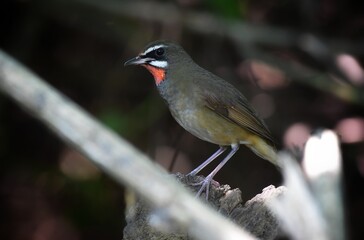 Bright red neck, shiny mouth and black face, eyebrows and mustache, and clear white. Head and body above, chestnut brown, lower body brown, fawn brown