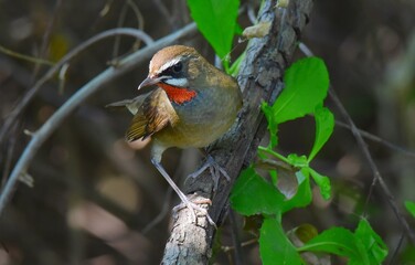 right red neck, shiny mouth and black face, eyebrows and mustache, and clear white. Head and body above, chestnut brown, lower body brown, fawn brown
