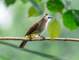 Yellow-vented Bulbul standing on the  branch of a tree  in the local area  of Thailand