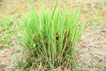 lemon grass plant in the garden for ingredients used in thai food cooking and herb - lemon grass leaf