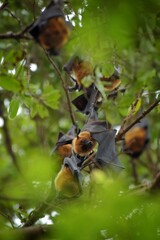 Flying Fox Bat during the day time.