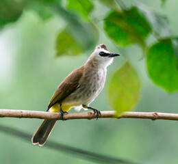 Yellow-vented Bulbul standing on the  branch of a tree  in the local area  of Thailand
