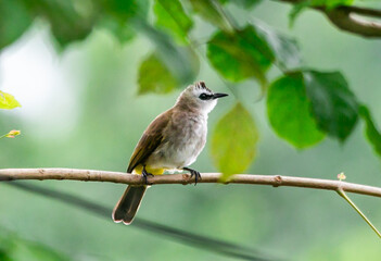 Yellow-vented Bulbul standing on the  branch of a tree  in the local area  of Thailand