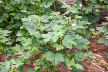 Cotton flower on the cotton tree in the field /