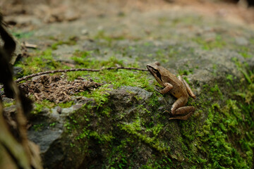 苔とカエル。Frog on moss growing rocks, summer time Tokyo Japan