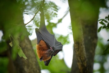 Flying Fox Bat during the day time.