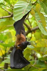 Fox-like face Small nose and ears, big eyes, reddish brown hair. Thin webbed wings Black color connected between the fingers with sharp nails like sticking branches
