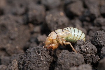 Larva of mole cricket, Gryllotalpa gryllotalpa in close up low angle view
