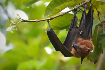 Fox-like face Small nose and ears, big eyes, reddish brown hair. Thin webbed wings Black color connected between the fingers with sharp nails like sticking branches