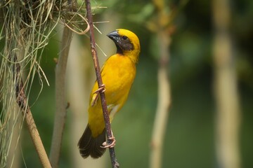 The general base color is brown. The stomach is light brown. The wings and tail are dark brown, the head hair on the back, the eyebrows are light brown. The mouth is thick, wide and short.