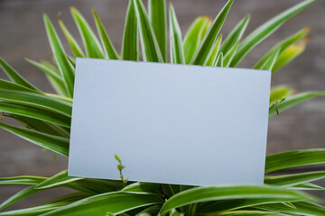 Name card mock up with flower background