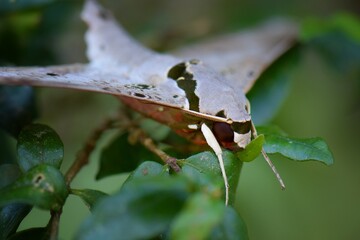 Macro shot Brown and Green dot Moth, Night Butterfly