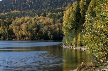 autumn in the forest